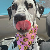 Bandana pour chien au design élégant, imperméable et fait main en France, facile à attacher