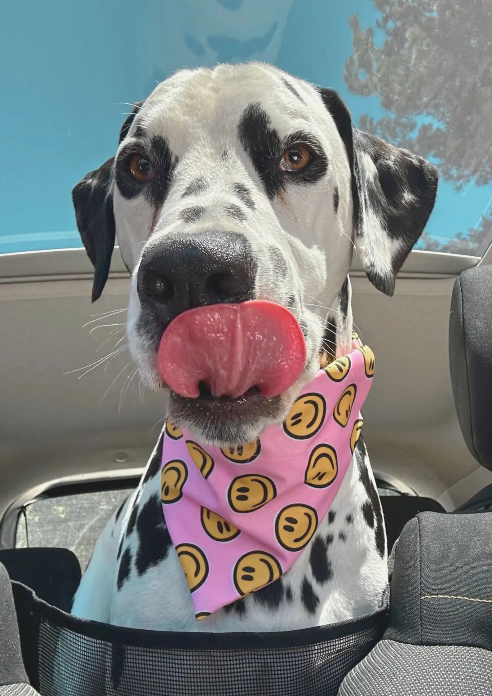 Bandana pour chien au design élégant, imperméable et fait main en France, facile à attacher