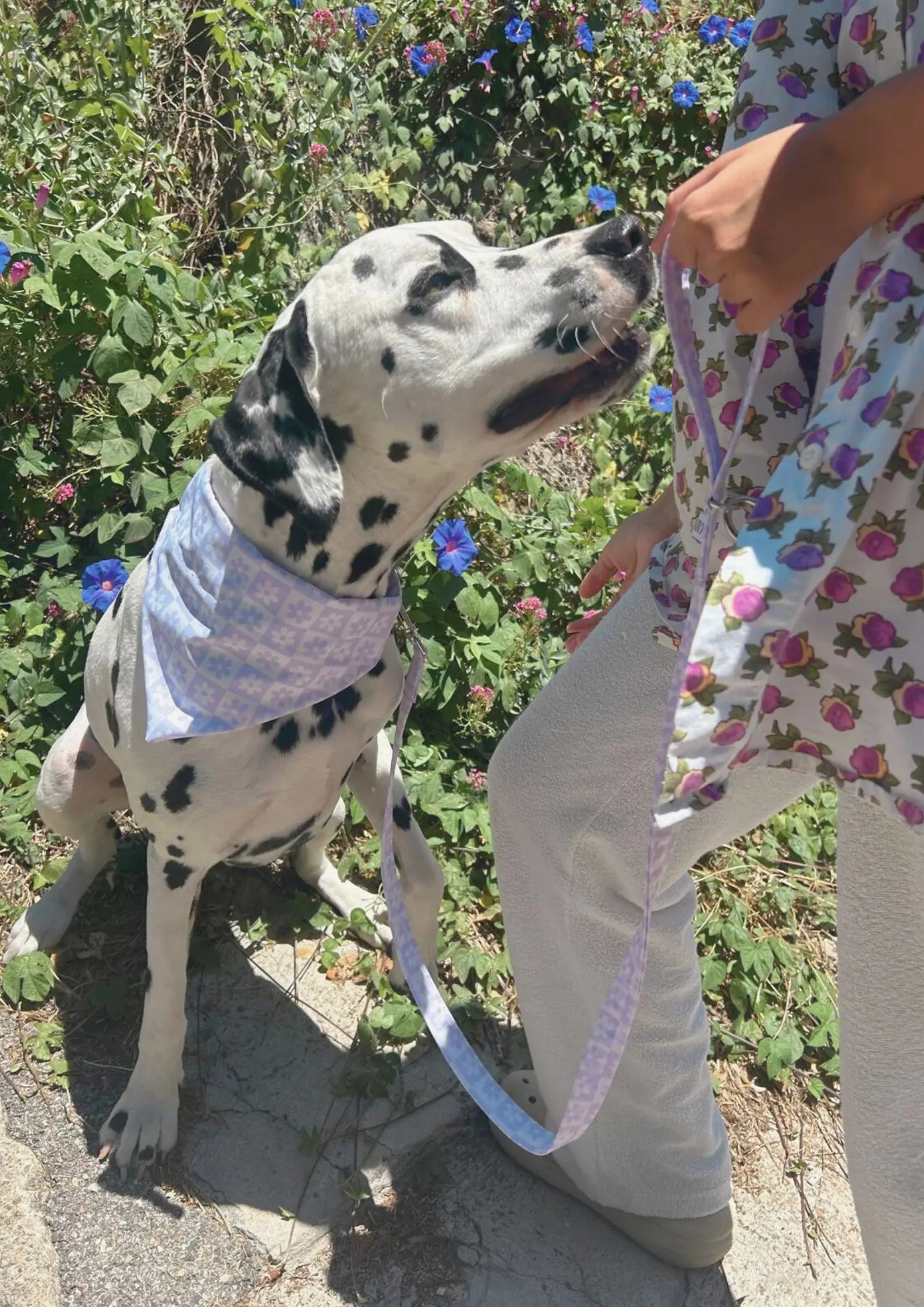 Bandana pour chien au design élégant, imperméable et fait main en France, facile à attacher