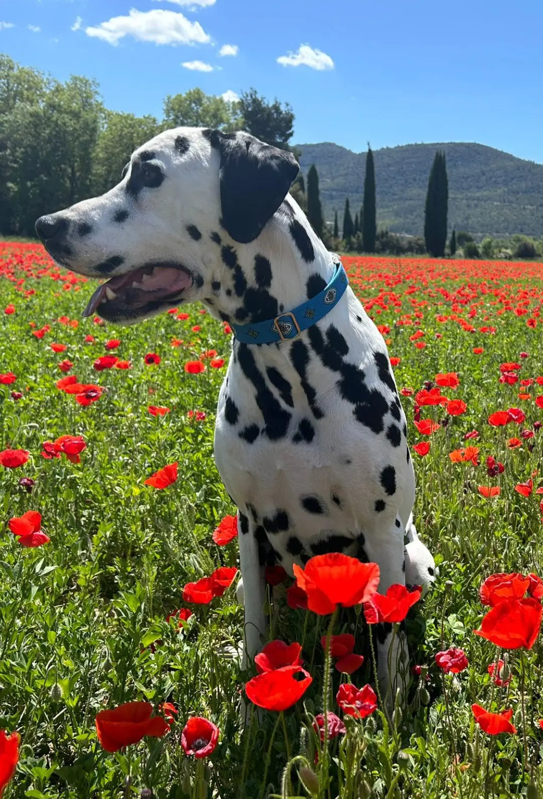 chien de race dalmatien qui porte un collier bleu roi en tissu provençal fait main à Aubagne en Provence