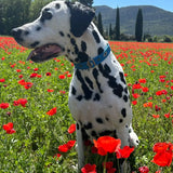 chien de race dalmatien qui porte un collier bleu roi en tissu provençal fait main à Aubagne en Provence