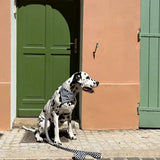 chien qui porte un collier et une laisse à damier noir et blanc