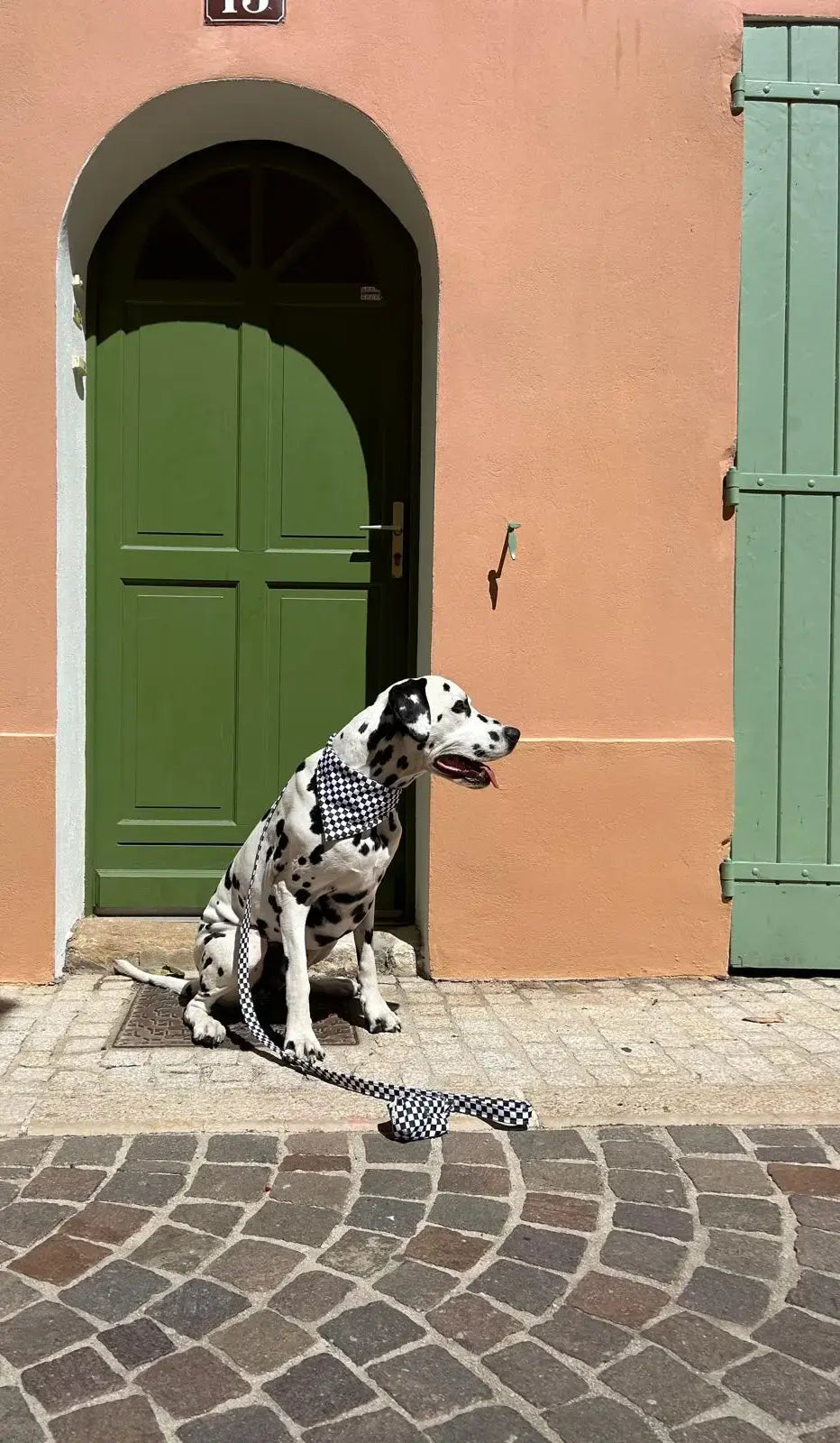 chien qui porte un collier et une laisse à damier noir et blanc