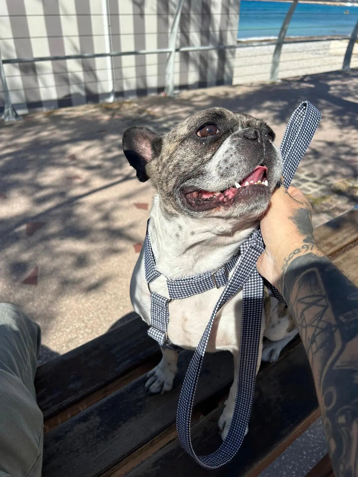 Harnais pour bouledogue français imprimé pied de poule