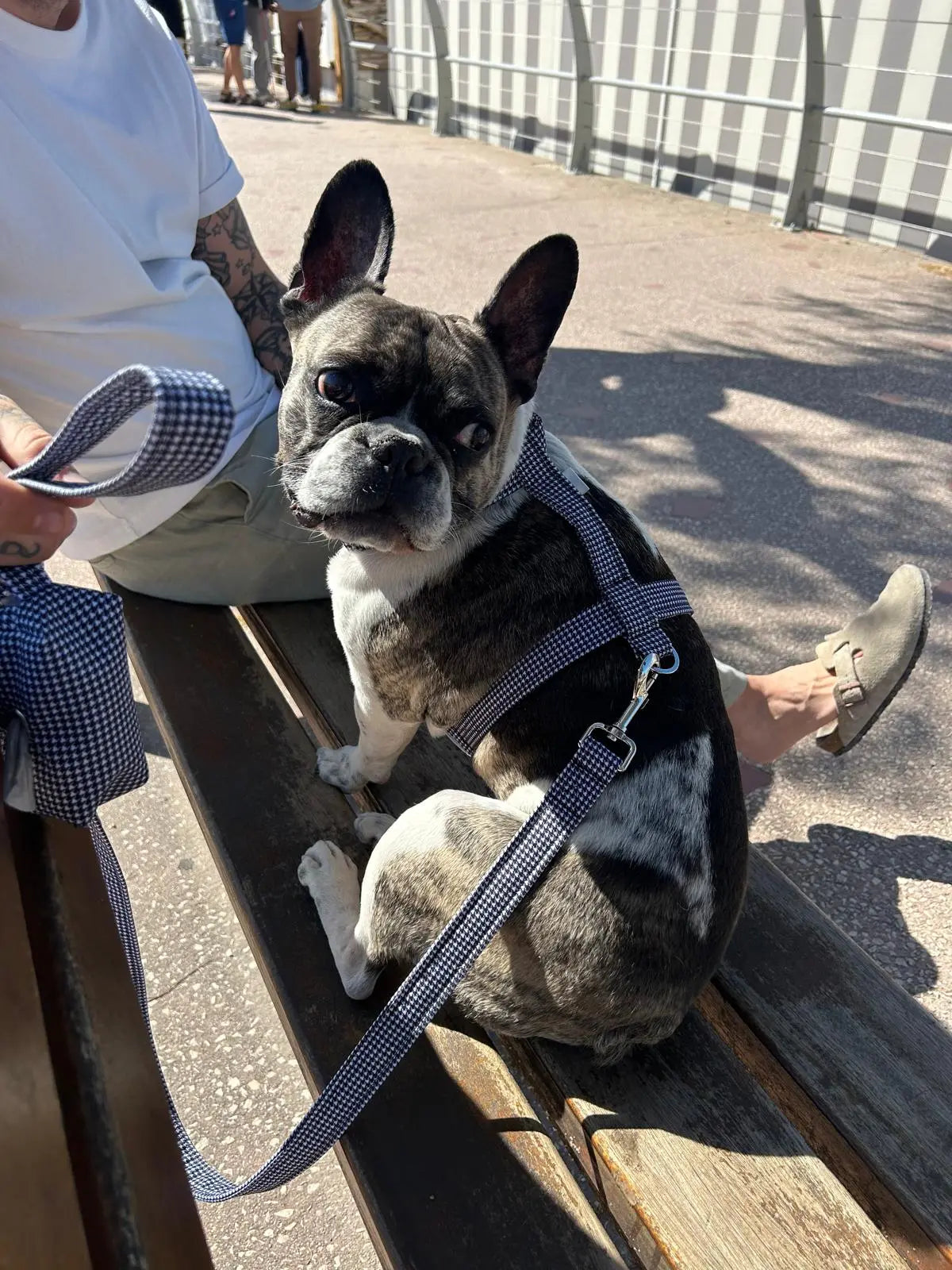 distributeurs de sacs à crottes pour chiens et pour humains facile à utiliser et distribution rapide motif pied de poule