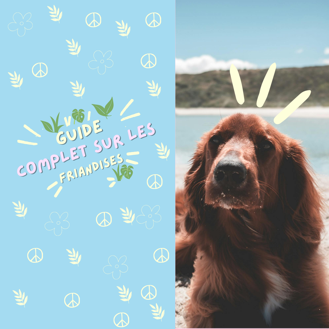 Guide complet sur les friandises naturelles pour chiens