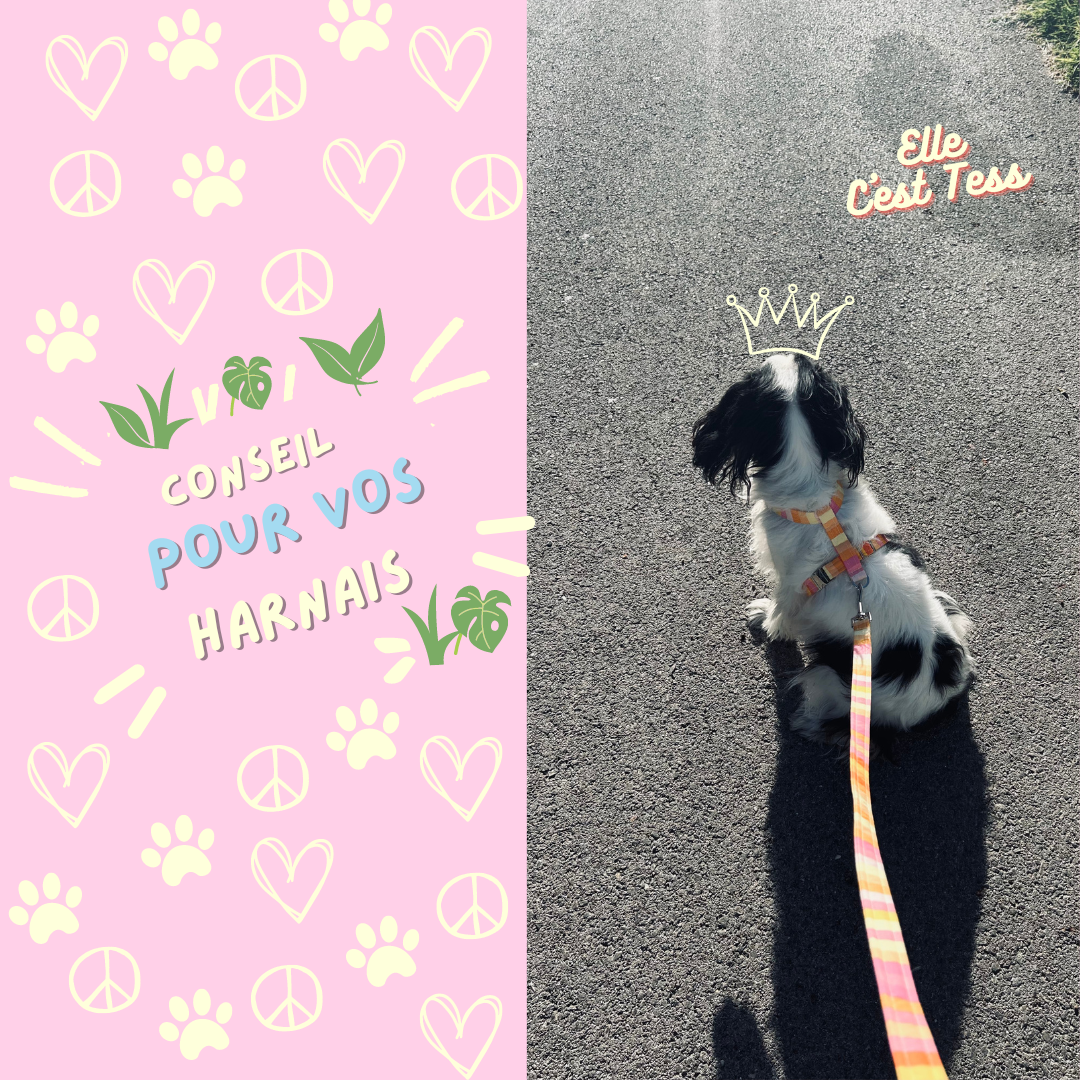 Guide complet pour choisir le meilleur harnais pour votre chien : critères à prendre en compte