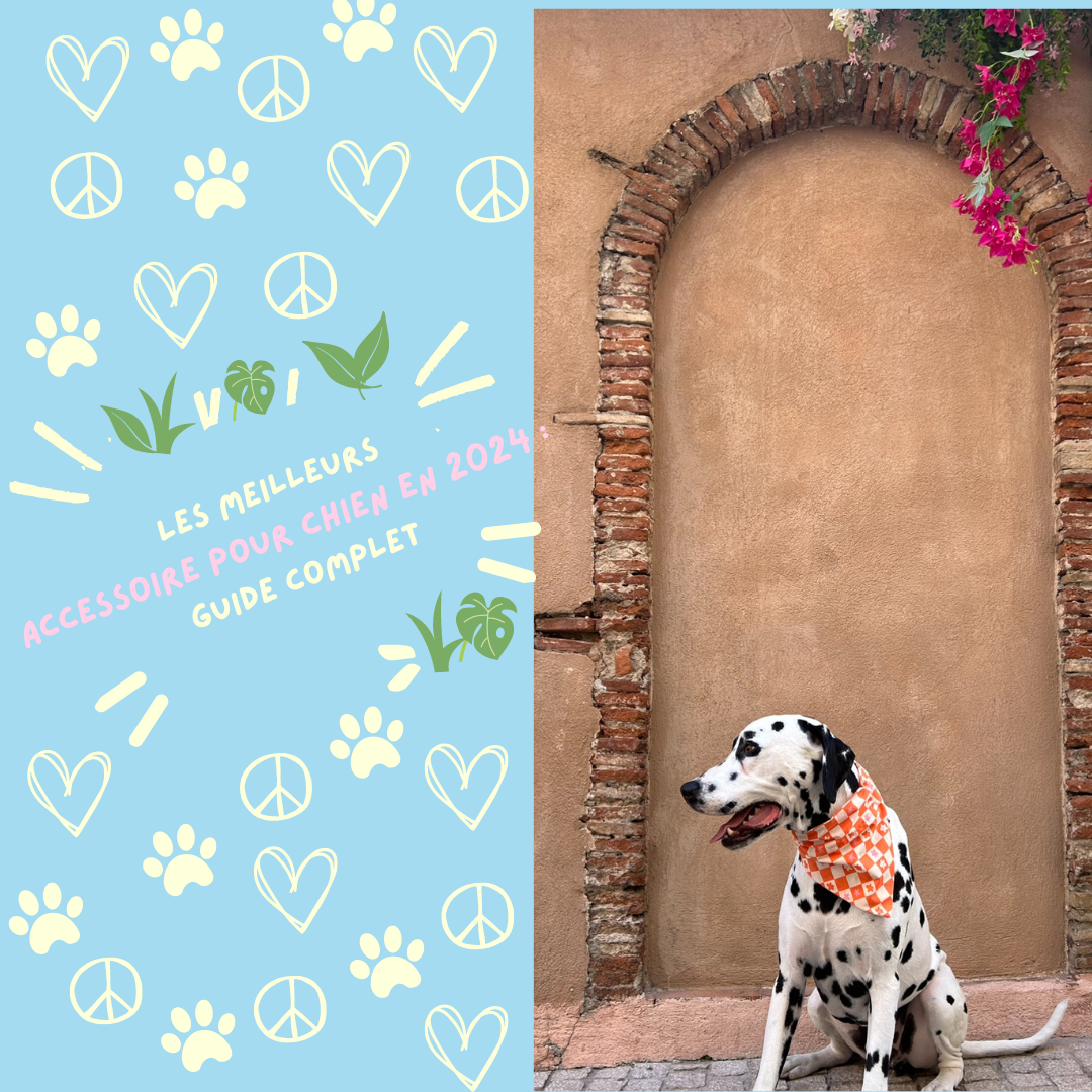 Meilleurs accessoires pour chien 2024