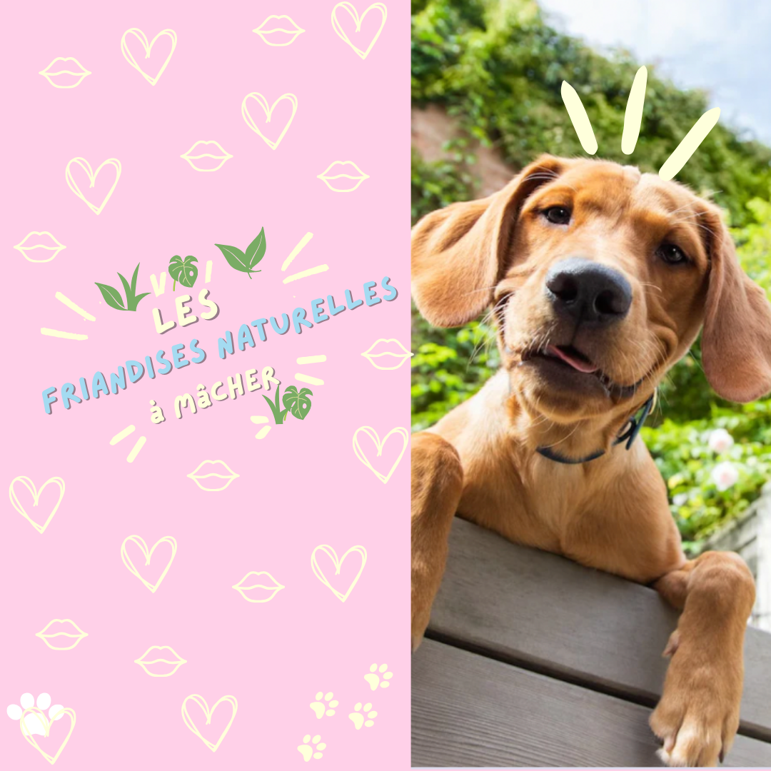 Comment les friandises naturelles à mâcher ont transformé la vie des chiens