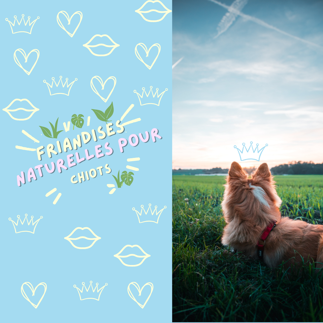 Friandises naturelles pour chiots