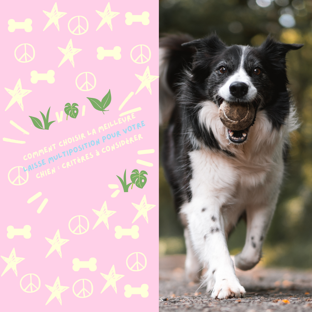 Comment choisir la meilleure laisse multiposition pour votre chien : Critères à considérer