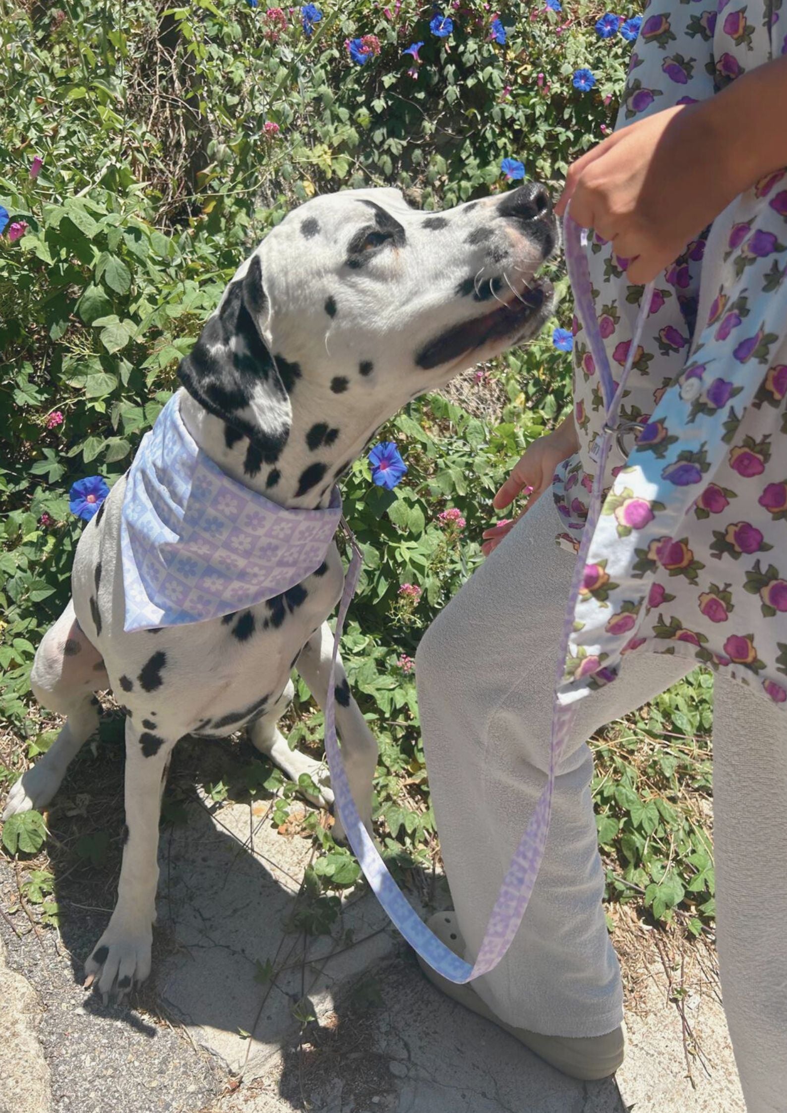 Bandana pour chien au design élégant, imperméable et fait main en France, facile à attacher