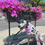 Bandana pour chien stylé 2024 - Motif fleurs rose