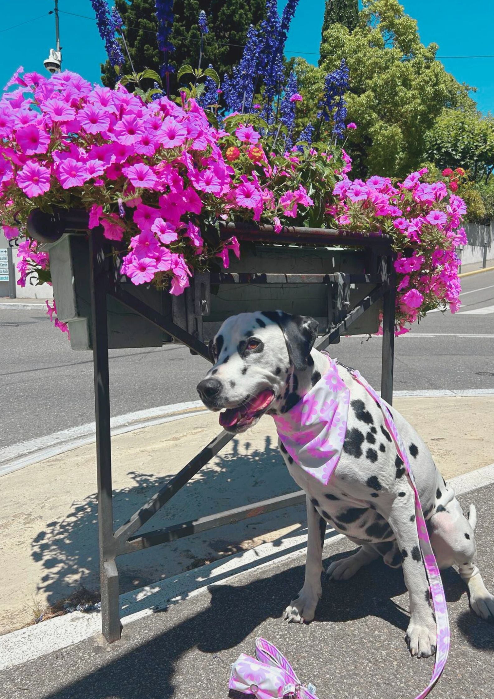 Bandana pour chien stylé 2024 - Motif fleurs rose